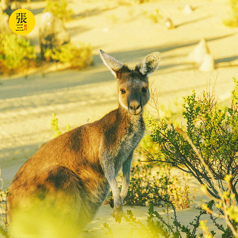 澳大利亚：珀斯尖峰石阵一日游