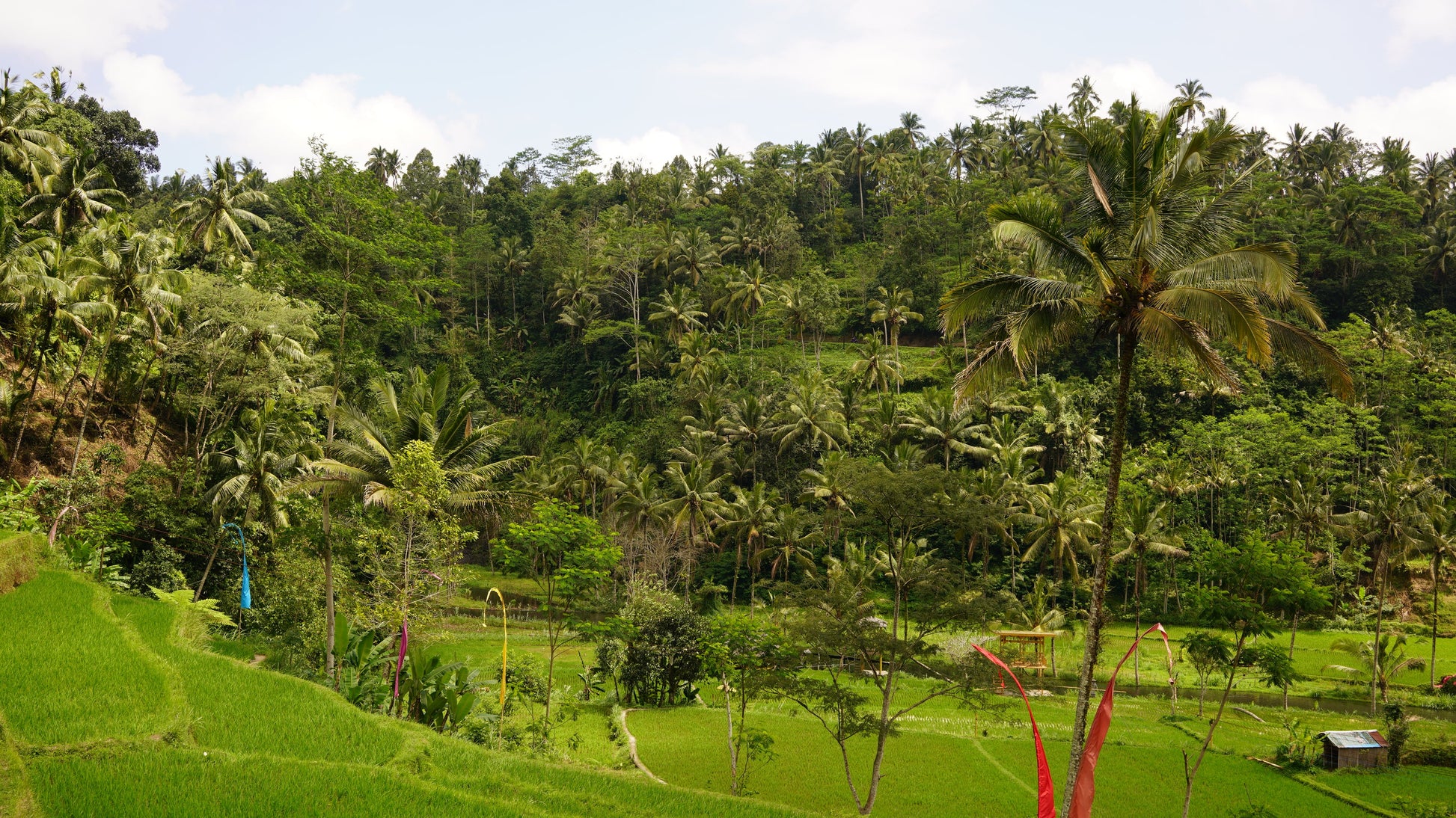 Bali:Waterfall,Rice Terraces & Monkey Forest Private Tour