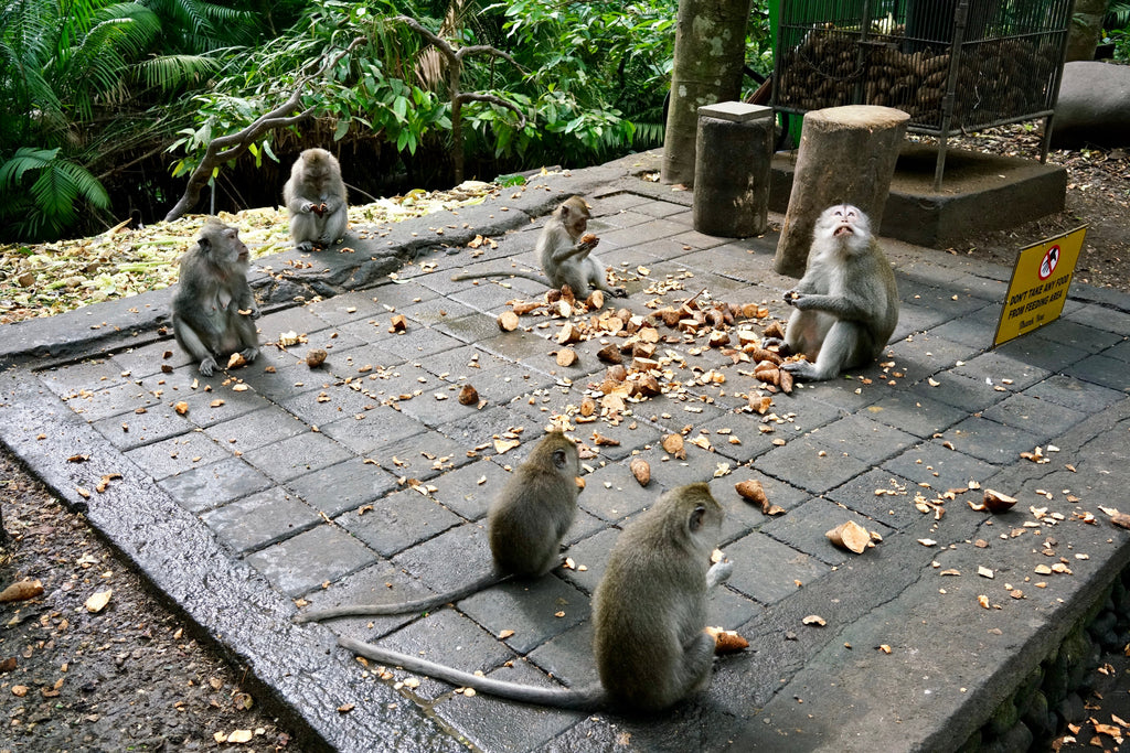 Bali:Waterfall,Rice Terraces & Monkey Forest Private Tour